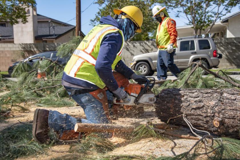 Tree Emergency