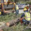 Urban Forestry Removes the Obstruction