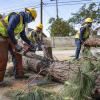 Tree Clearing