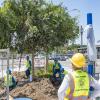 Large Street Tree Planting