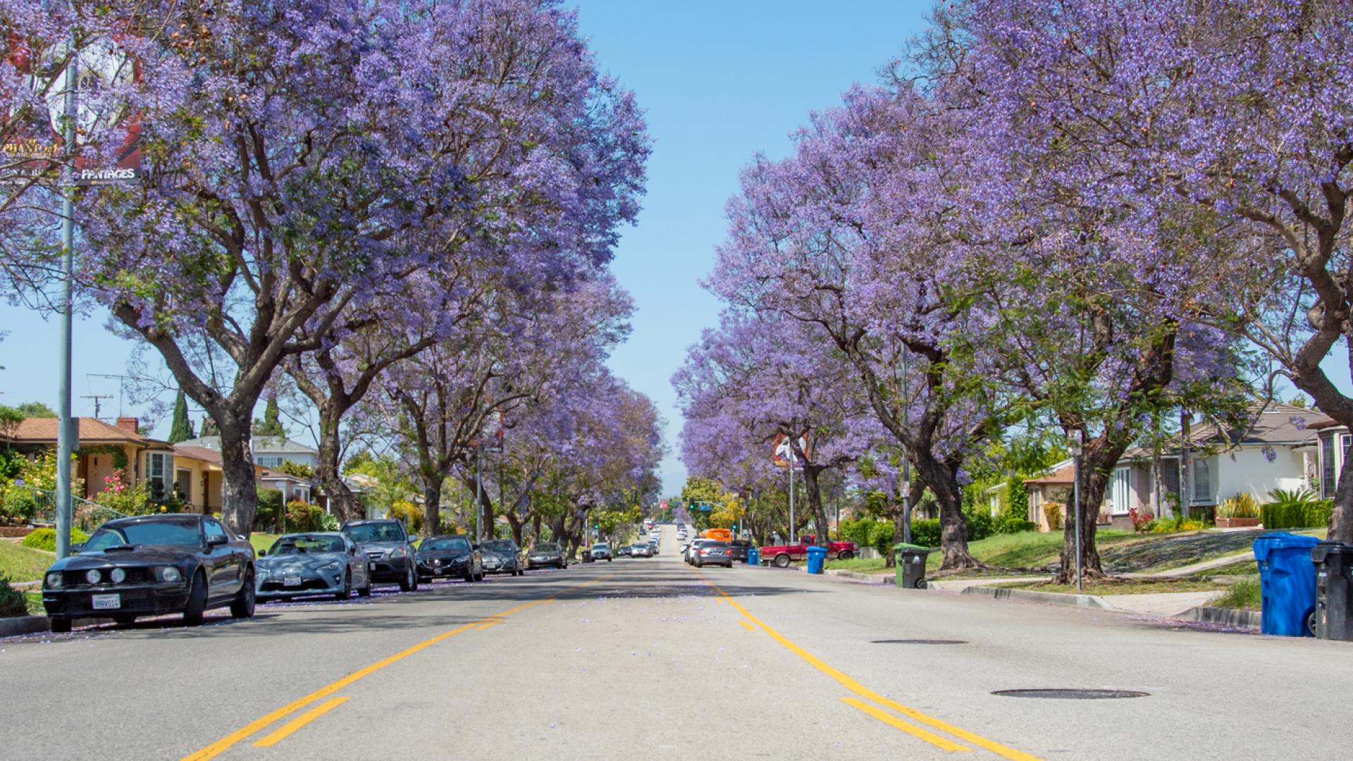 Urban Forestry