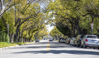 Street Tree Parkway