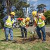 StreetsLA Tree Planting