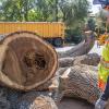 Urban Forestry Division Tree Removal