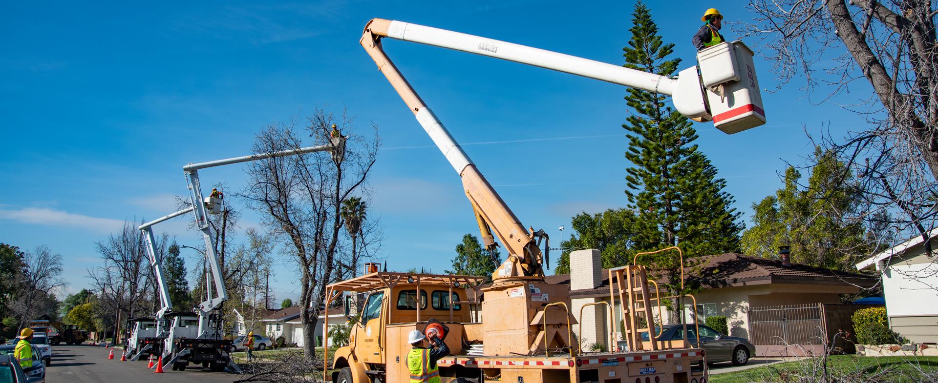 Urban Forestry Tree Trimming